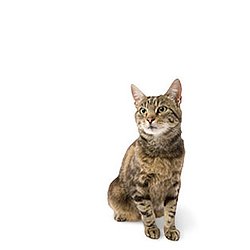 PETfit Cat