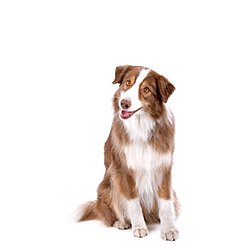 PETfit Dog